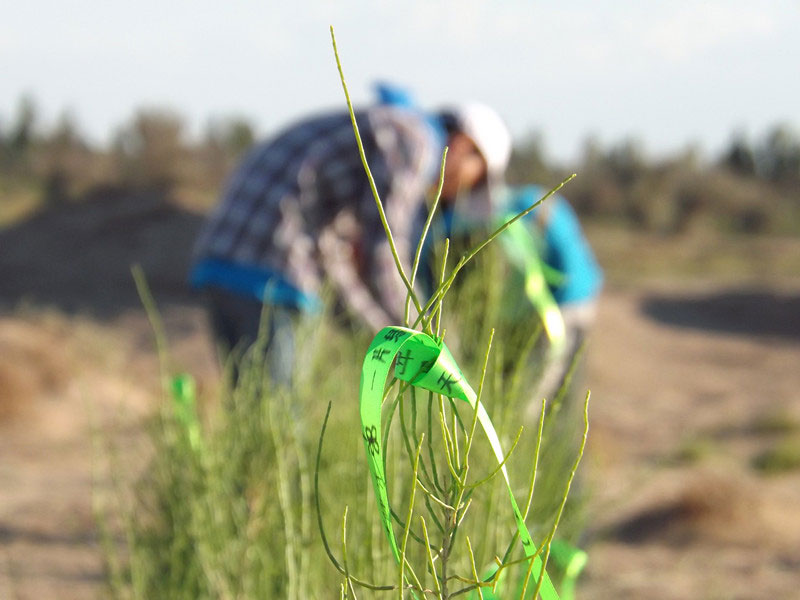 7��14����������ҁ��������֌���ٛ�ߵľG�z��ϵ�������ϡ�����ͽz����ꖹ����ҫ���W���Gɫ�Ĺ�â��