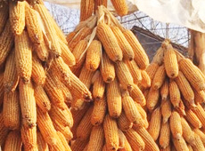 �Ŵ���������֮����