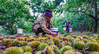 河北遵化：早茬板栗收獲忙