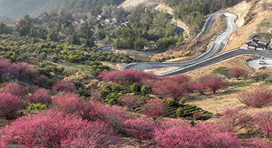 安徽歙縣：梅花吐香引客來(lái)