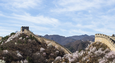 北京：八達(dá)嶺長城山花綻放