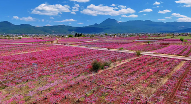 麗江拉市海桃花驚艷上線