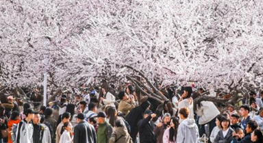 呼和浩特：青城桃花開